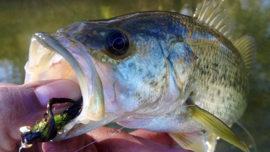 Bass on the Colorado