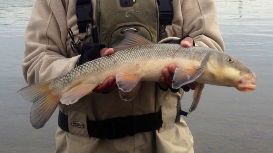 Oregon sucker fish