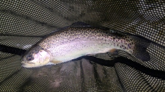 Rainbow Trout 1