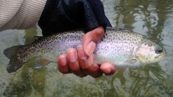 Texas Rainbow Trout 2